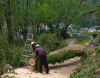 伐採した大木を処理する作業員